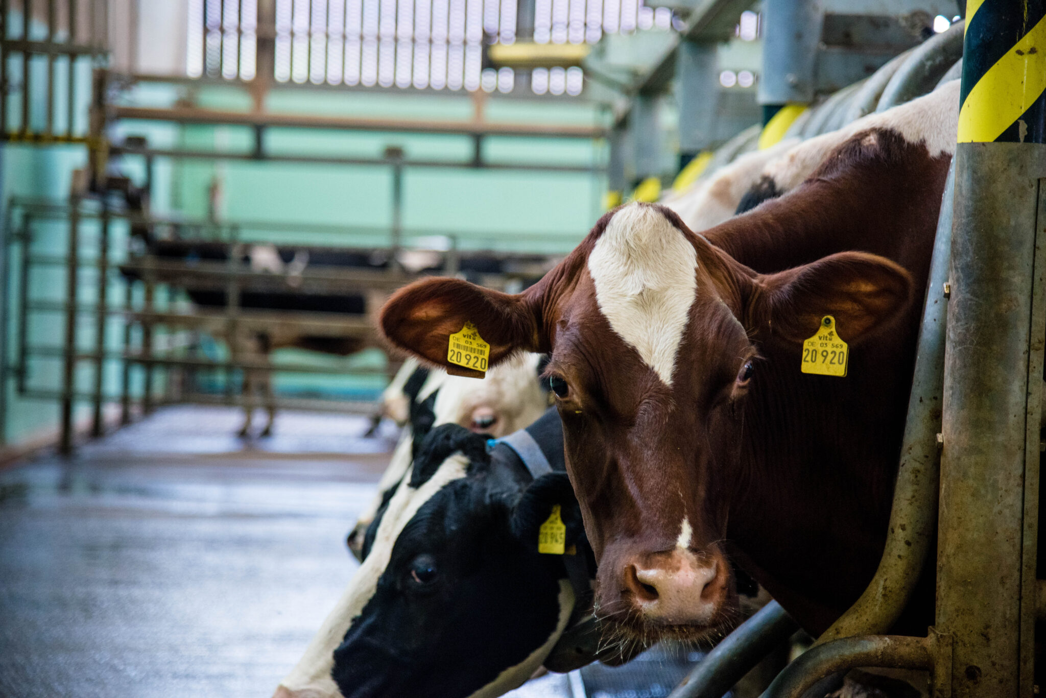 Transportation of livestock by road Reaseheath Business Hub